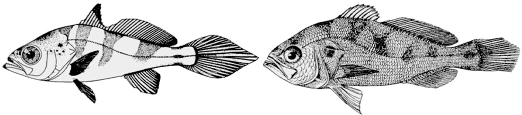 Cynoscion regalis_01_bis.jpg